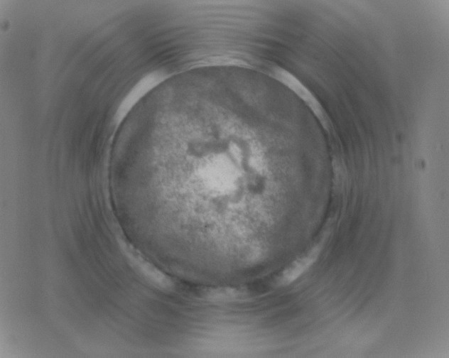 X0000076381002200610202035