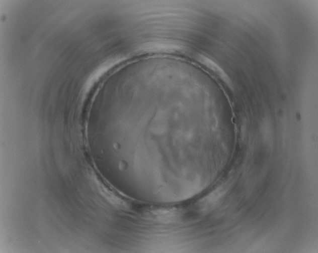 X0000076381027200610202034