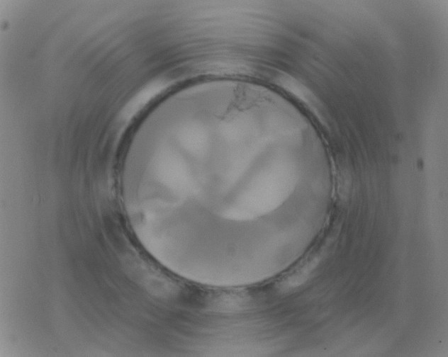 X0000076381074200610202033