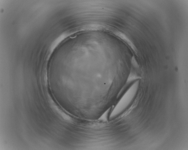 X0000076381083200610202033