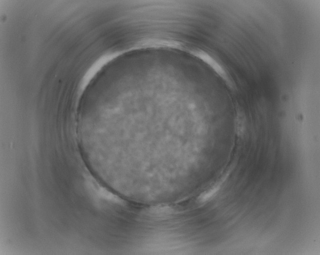 X0000076381094200610202033