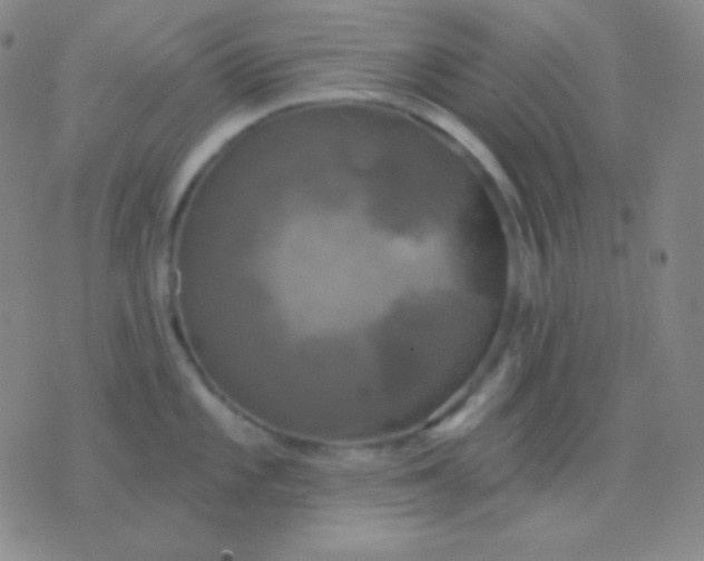 X0000076381101200610202033