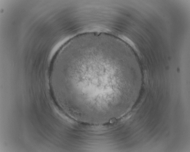 X0000076381120200610202032