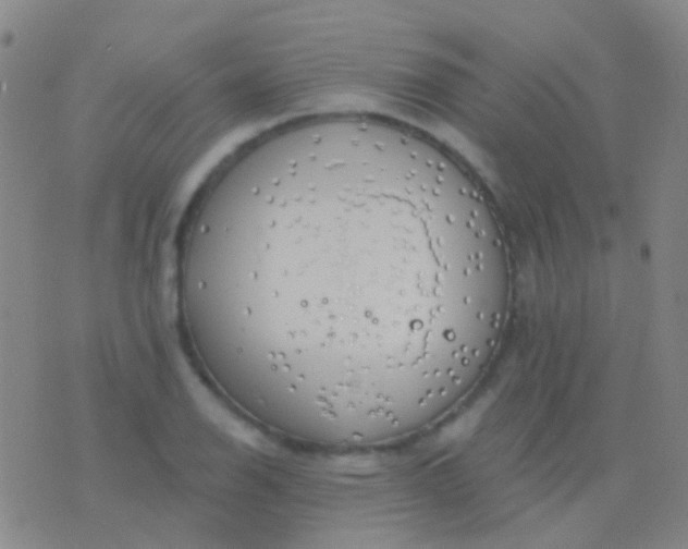 X0000076381126200610202032