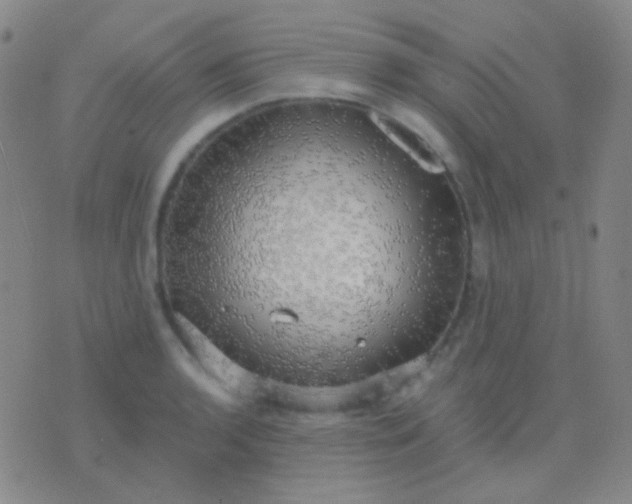 X0000076381136200610202033