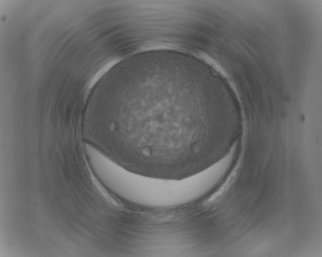 X0000076381137200610202033