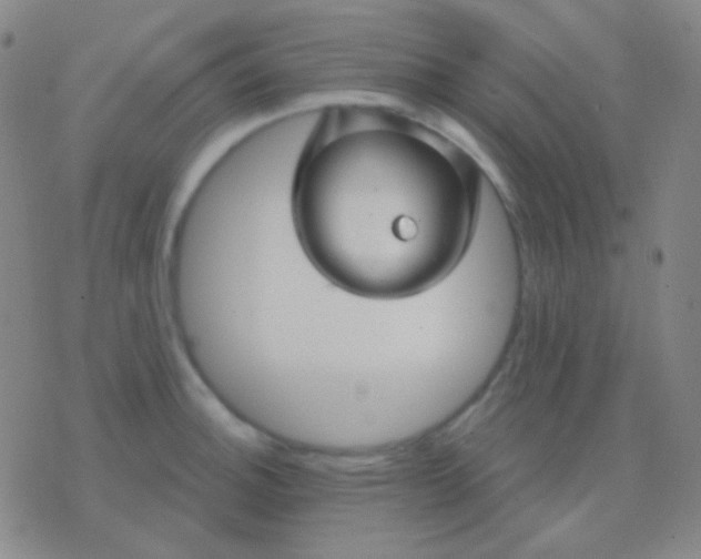 X0000076381140200610202033