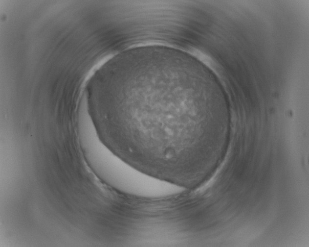 X0000076381145200610202033