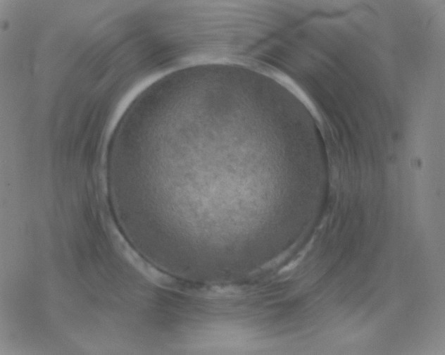 X0000076381148200610202033