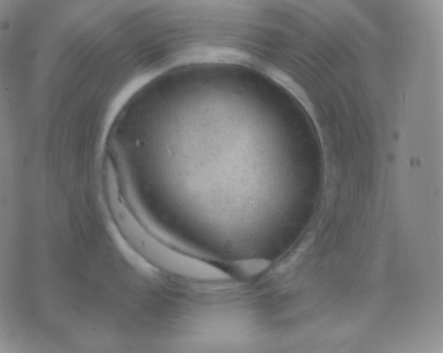 X0000076381152200610202033