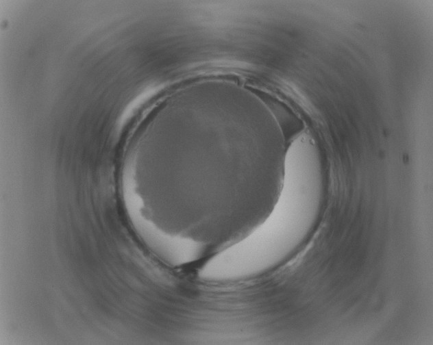 X0000076381164200610202032