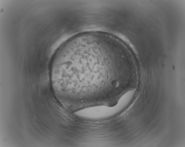 X0000076381167200610202032