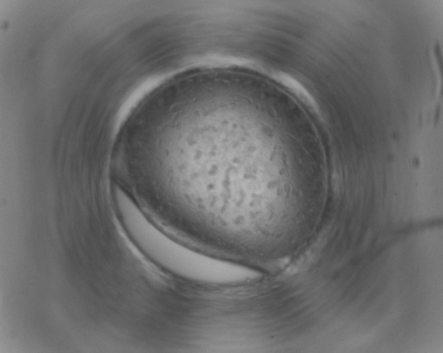 X0000076381183200610202032