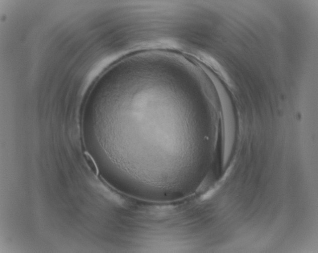 X0000076381184200610202032