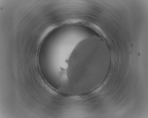 X0000076381186200610202032