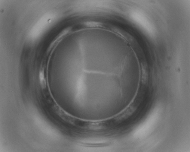 X0000076381198200610202031