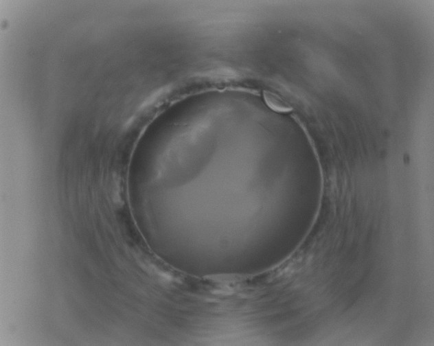 X0000076381205200610202031