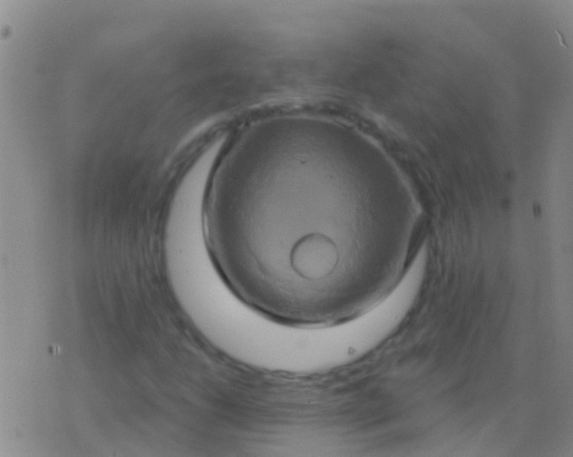 X0000076381206200610202031