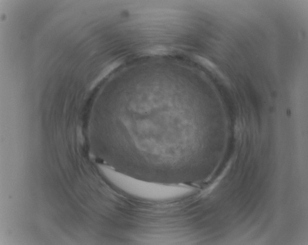 X0000076381209200610202031