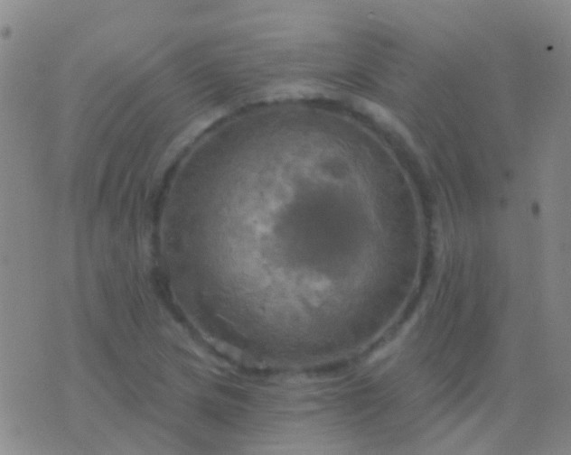 X0000076381217200610202031