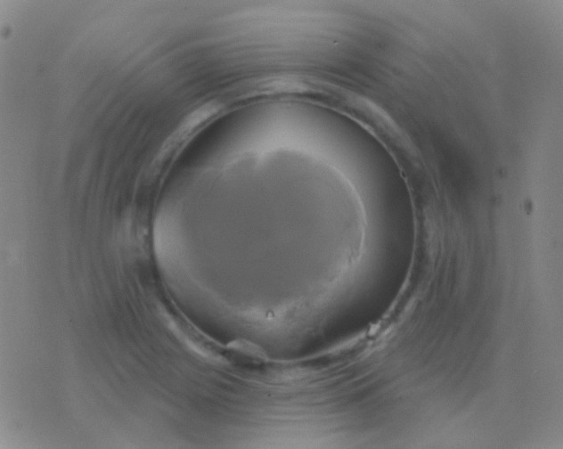 X0000076381225200610202031