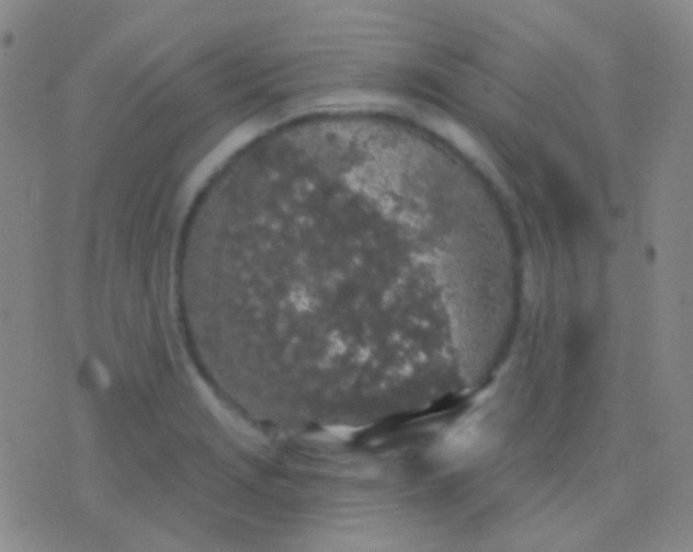 X0000076381229200610202031