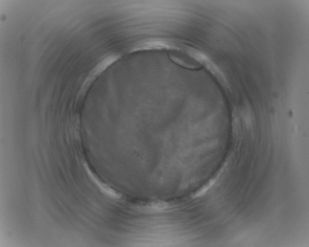 X0000076381233200610202031