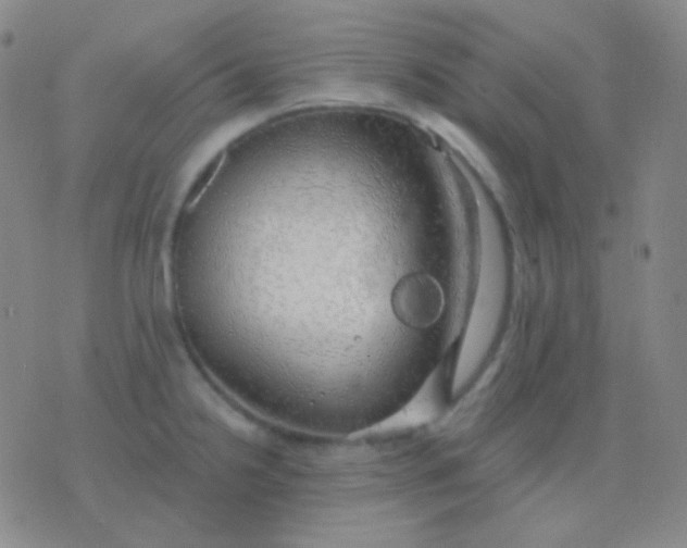 X0000076381238200610202031