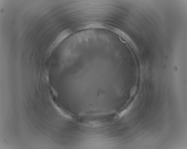 X0000076381241200610202031