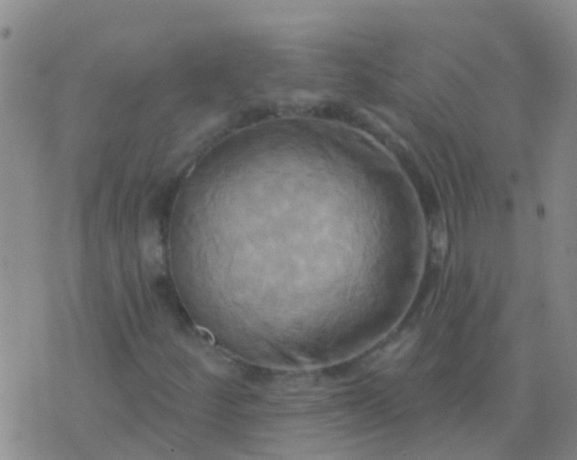 X0000076381252200610202030