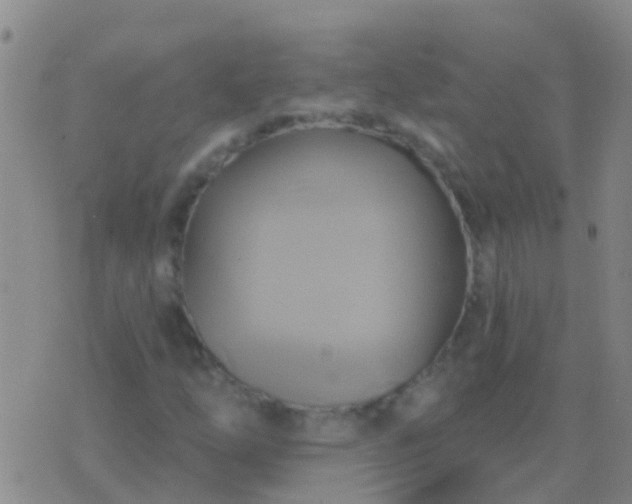 X0000076381254200610202030