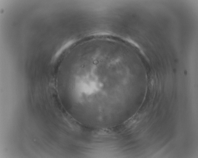 X0000076381255200610202030