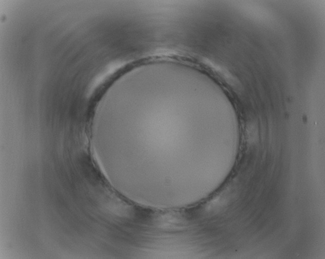 X0000076381262200610202030