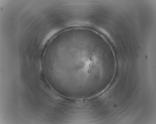 X0000076381267200610202030