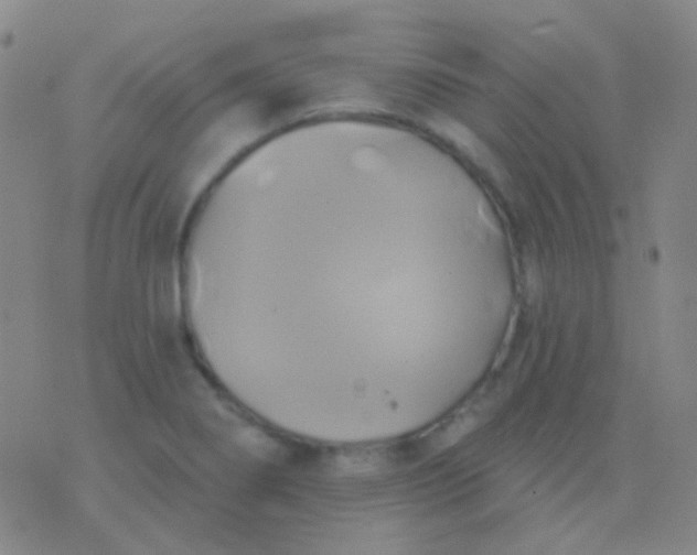 X0000076381274200610202030