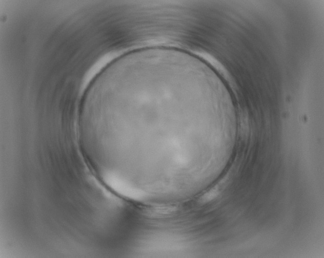 X0000076381294200610202030