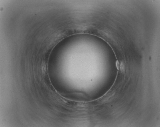 X0000076381299200610202029