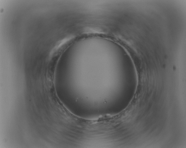 X0000076381303200610202029