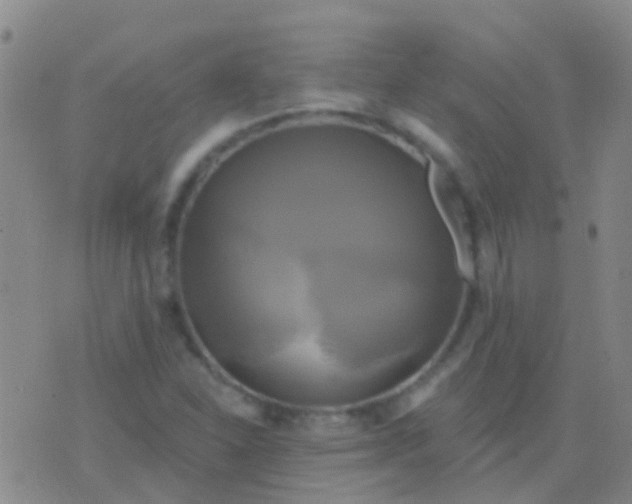 X0000076381310200610202029