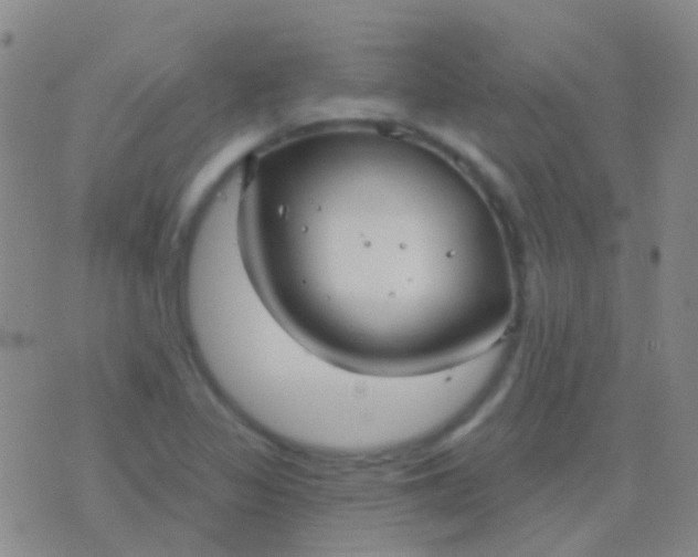 X0000076381317200610202029