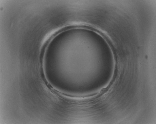 X0000076381319200610202029