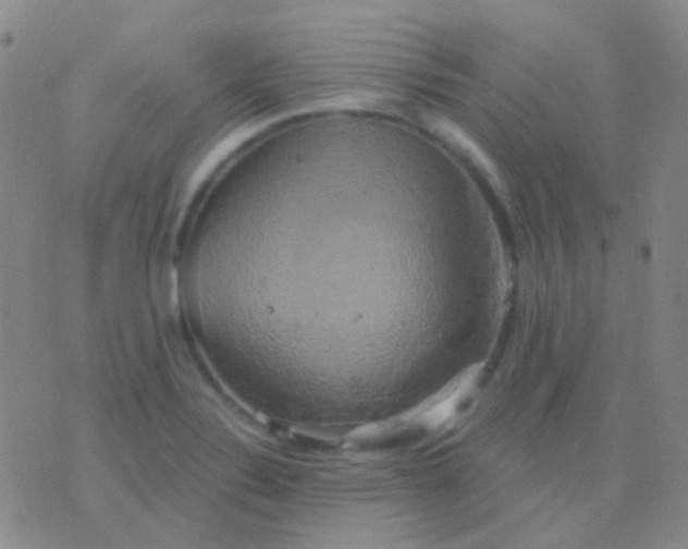 X0000076381324200610202029