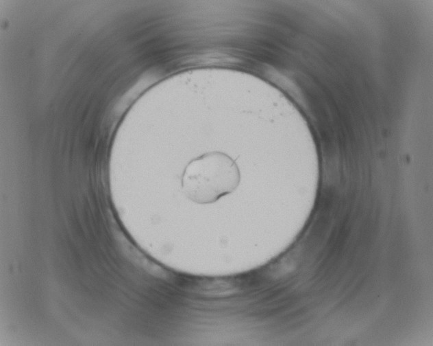 X0000076381338200610202030