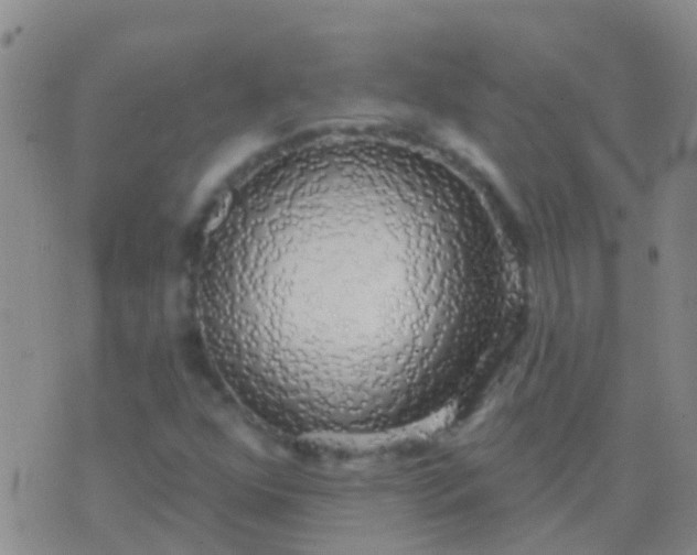 X0000076381352200610202029