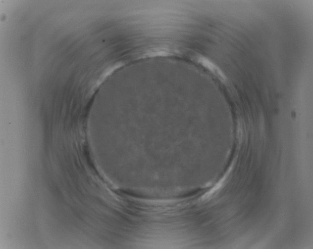 X0000076381353200610202029