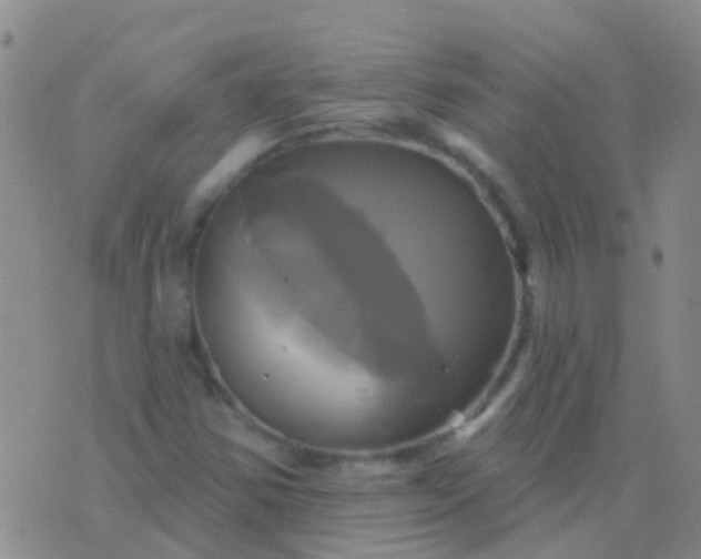 X0000076381354200610202029