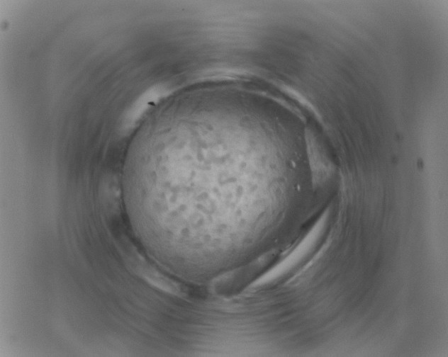 X0000076381355200610202029