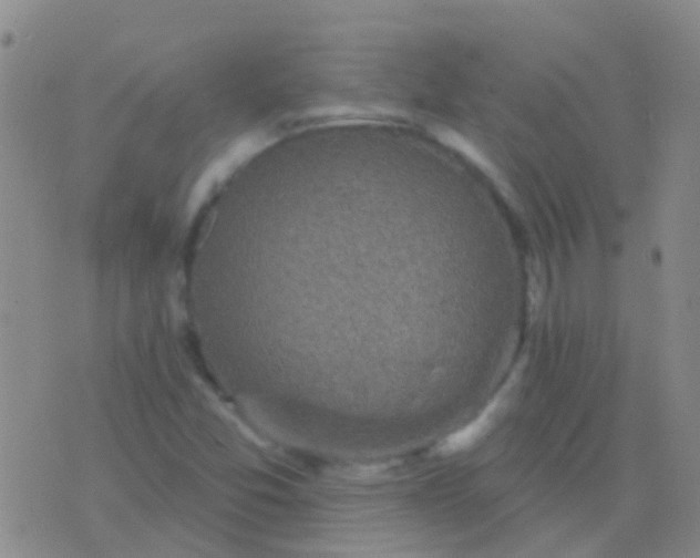 X0000076381357200610202029