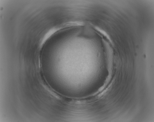 X0000076381365200610202029