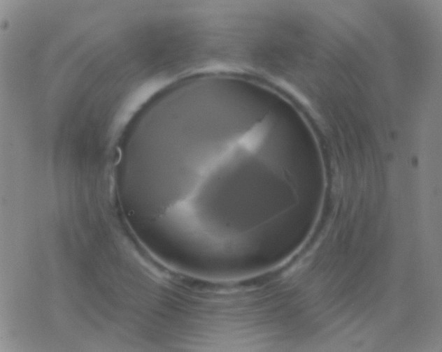 X0000076381367200610202029